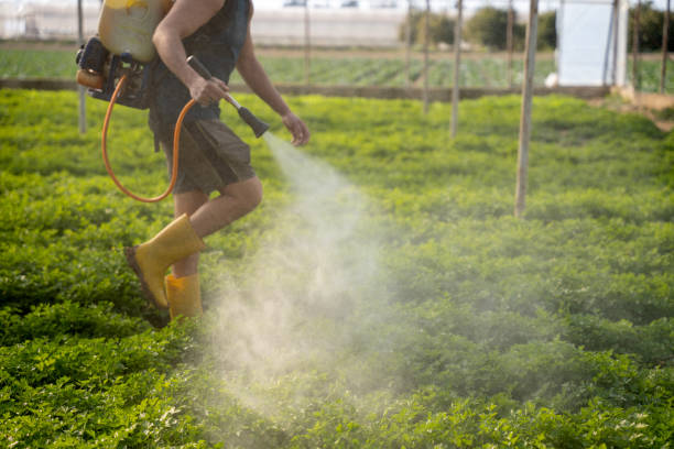 Best Local Pest Control Services  in Rancho Mirage, CA