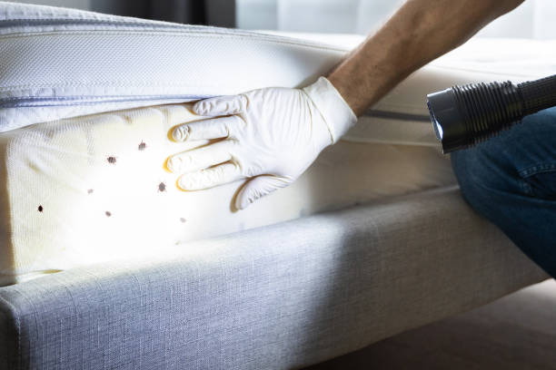 Best Best Pest Control Companies  in Rancho Mirage, CA