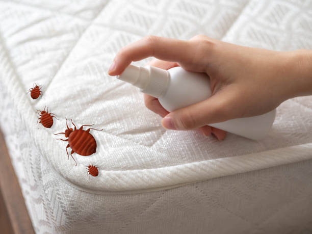 Best Wasp Removal Services  in Rancho Mirage, CA