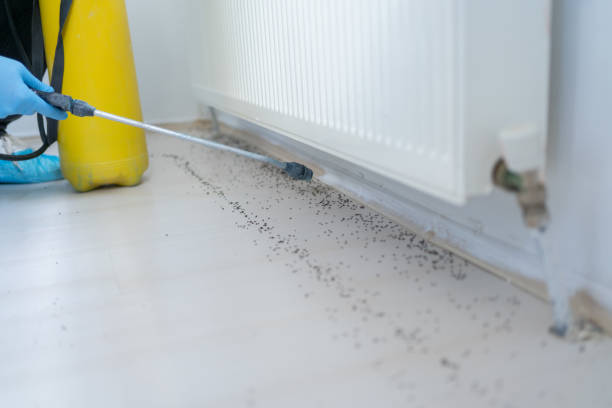 Best Mosquito Control Services  in Rancho Mirage, CA